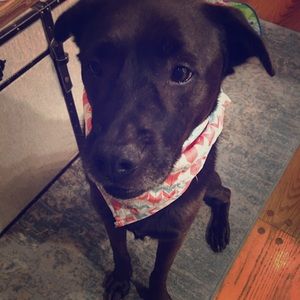 Pet bandana, used once for photo shoot . 21x21”